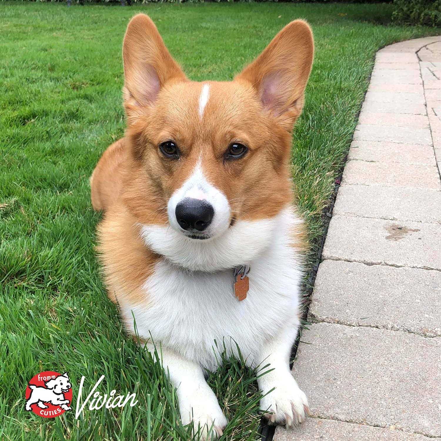 Fromm Heartland Gold Adult Dog Food - Pet Supplies online store