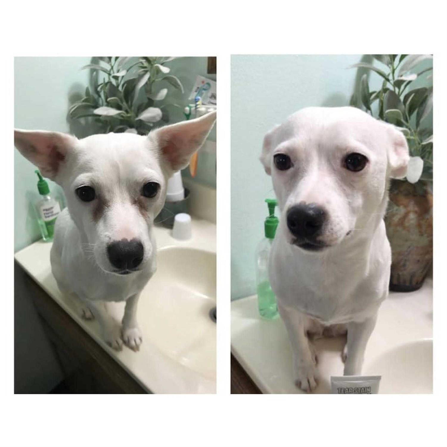 Squishface Tear Stain Paste Dog Tear Stain Remover - Pet Supplies online store