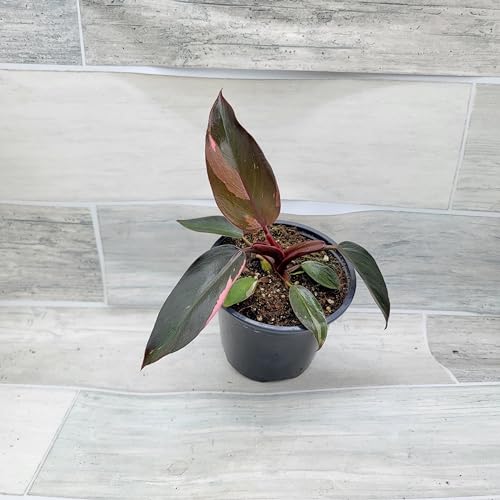 Philodendron Black Cherry Pink Princess Live Rare House Plants (All Plants are Fully Rooted Plants!) in 3