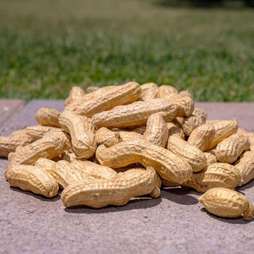 Desert Valley in Shell Peanuts, All Natural Premium Wild Bird and Wildlife Food for Squirrels, Chipmunks, Cardinals, Jays, Woodpeckers and More (5 Pounds)