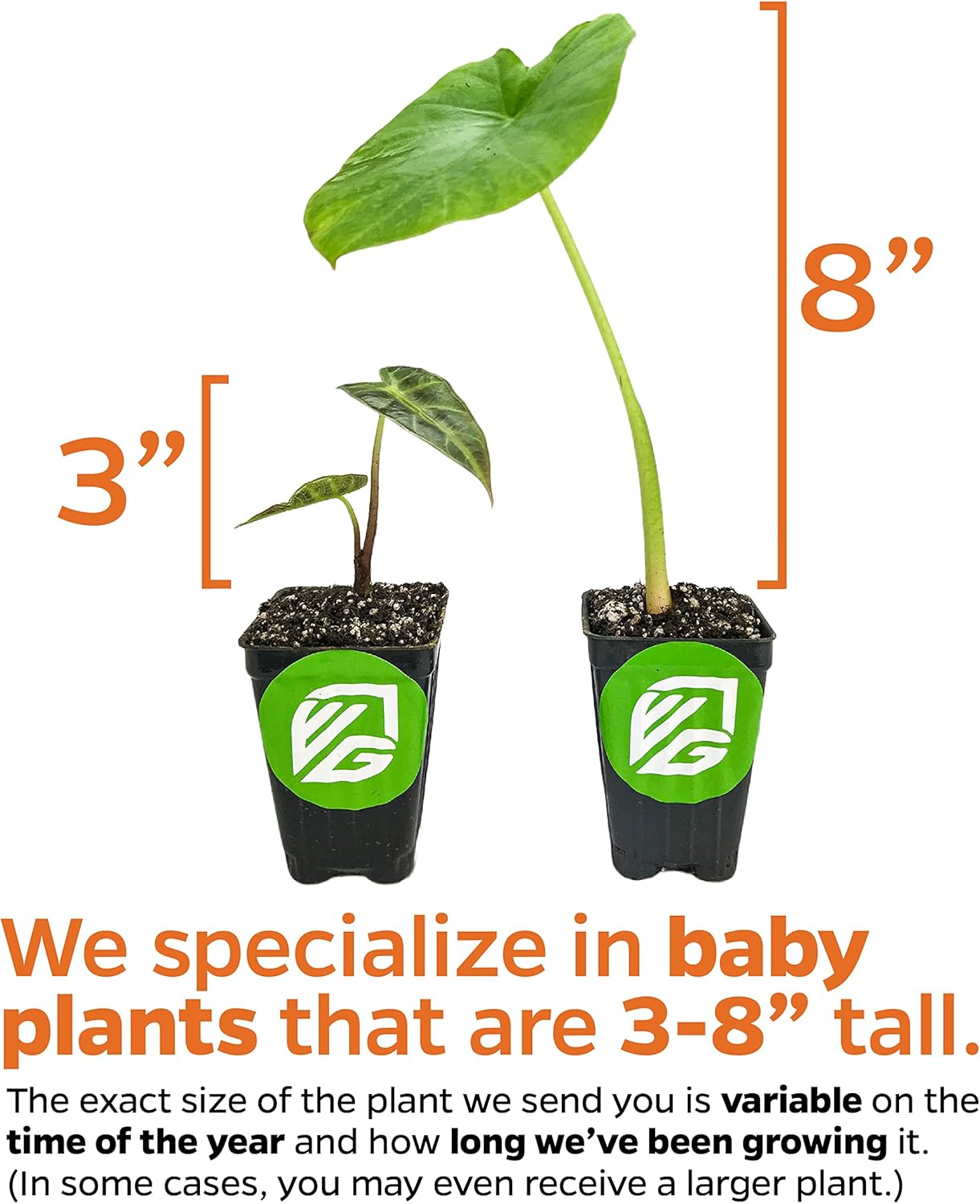 Borneo Giant Elephant Ear Live Plant - Alocasia macrorrhiza by Wellspring Gardens - Large Tropical Foliage, Indoor/Outdoor, Fast-Growing, Easy to Care, Exotic, Houseplant Starter Plant