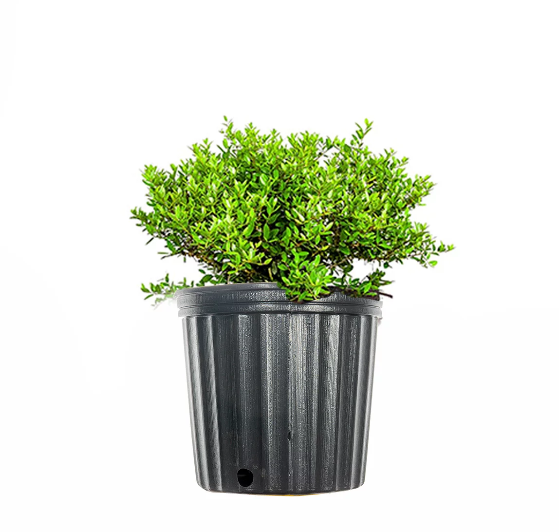 3 Gal. Schillings Holly - Dwarf Yaupon Shrub - Drought Tolerant