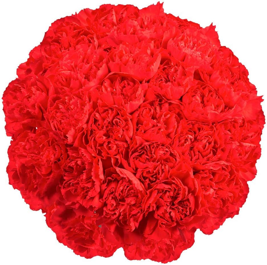 100 Red Carnation- Fresh Flowers- Beautiful Gift (OM)