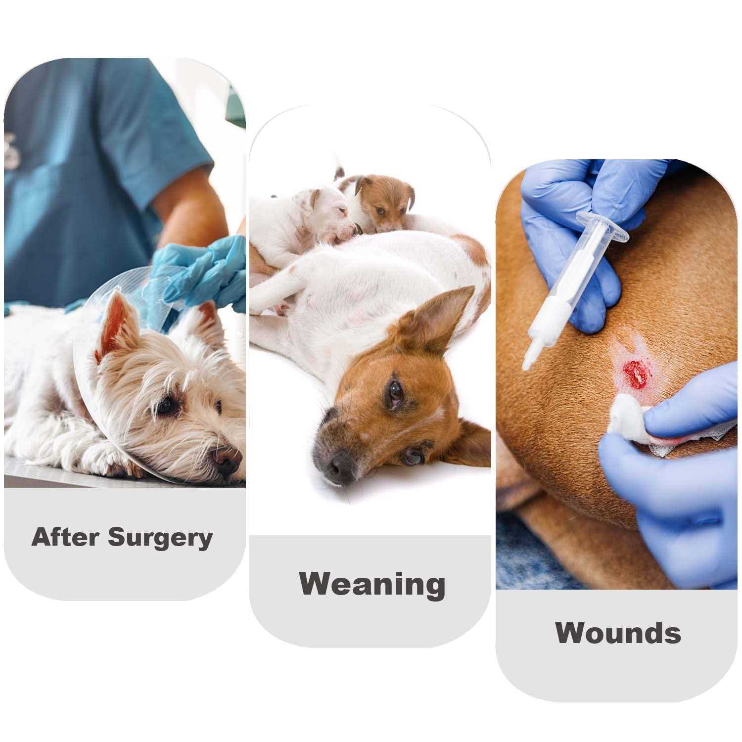 Due Felice Dog Diapers Sanitary Panties Doggy Period Onesie Bodysuits Pet Recovery Suit After Surgery Wear for Male and Female Dogs - Pet Supplies online store