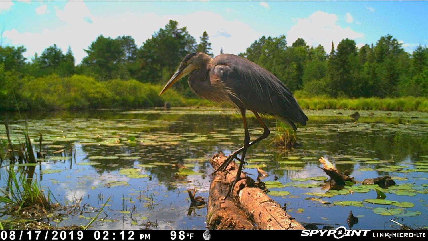 SPYPOINT Link-Micro-LTE Cellular Trail Camera Twin Pack with Two SD Cards and Two Steel Cases (Link-Micro-LTE-V)