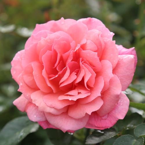 Heirloom Roses Climbing Rose Bush - Reach for The Skies Pink Roses for Planting, One Gallon Rose Bushes
