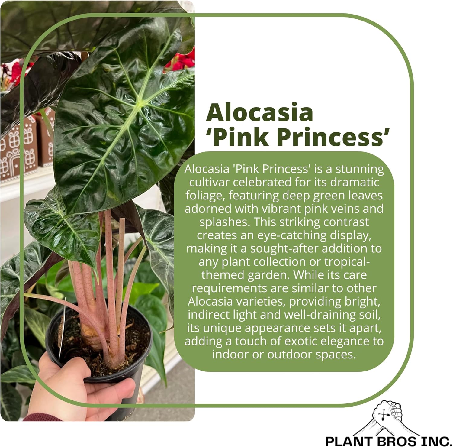 Live Alocasia Pink Princess Plant 4-6 Inch Bare Root Plant Elephant Ear Rare Tropical Plant Vibrant Foliage Dark Green Leaves Eye-Catching Housplant Bold Foliage Live Plant
