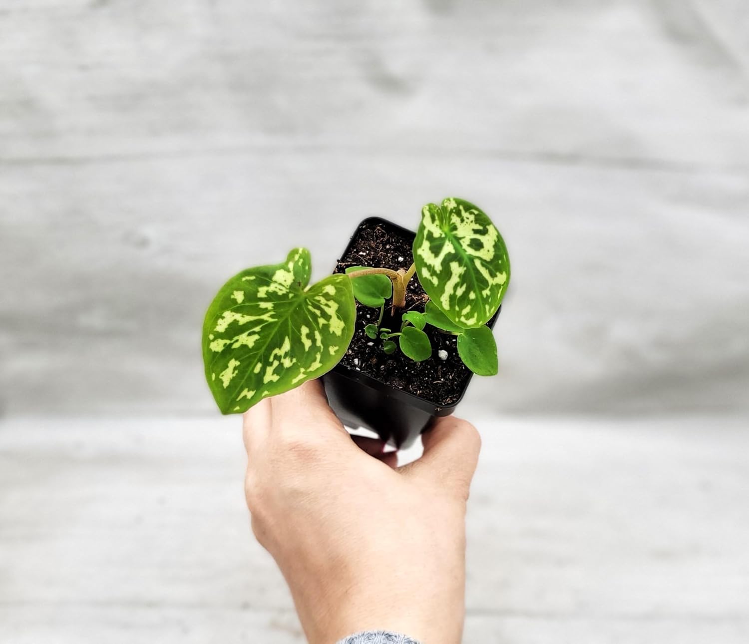 Alocasia Hilo Beauty in 3 inch Nursery Plant Pot Live Rare Exotic Tropical Indoor House Plants Easy to Grow Housewarming Gift Decoration Gift for Home or Office by 3exoticgreen