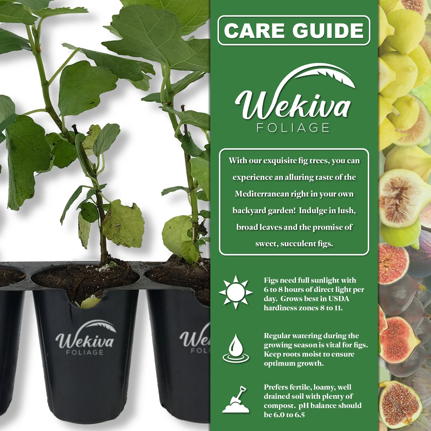 Celeste Fig Tree - 4 Live Starter Plants in 2 Inch Grower's Pot - Ficus Carica - Edible Fruit Tree for The Patio and Garden