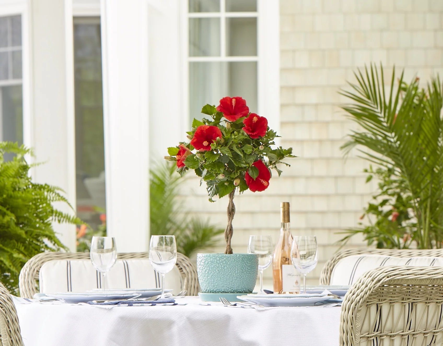 Island Blooms Live 20in. Tall Assorted Hibiscus; Full Sun Outdoor Plant 5in. Grower Pot 2-Pack