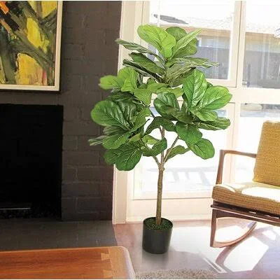 Large Leaf Fig Tall Floor Ficus Tree in Pot Primrue