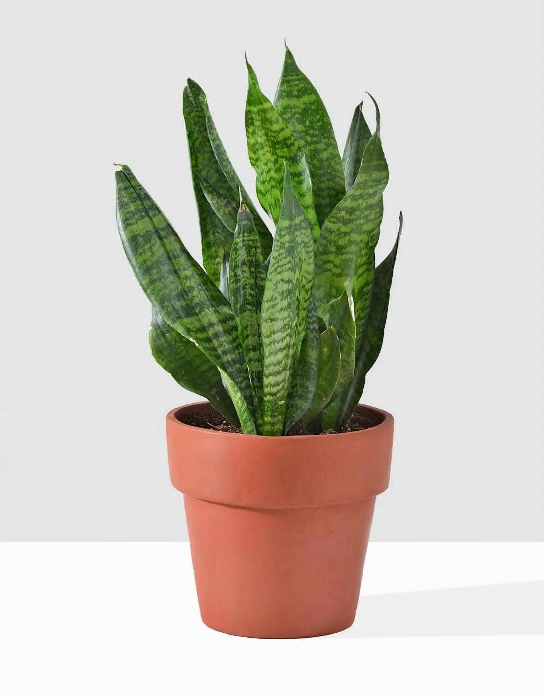 Futura Snake Plant - Live Plant in a 4 Inch Pot - Sansevieria Superba - Beautiful and Elegant Easy Care Indoor Houseplants - Radiant Selections