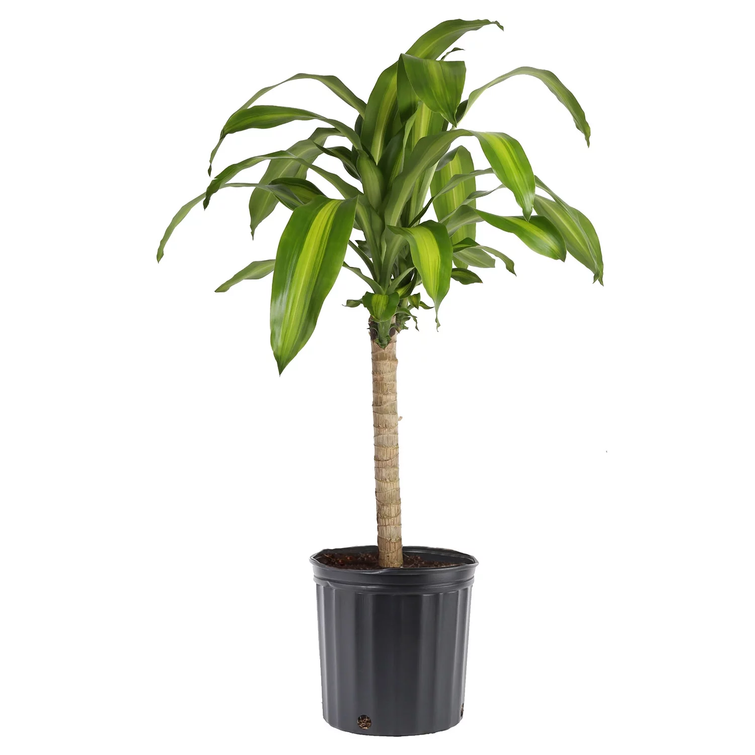 Costa Farms Live Indoor 40in. Tall Green Mass Cane; Bright, Indirect Sunlight Plant in 10in. Grower Pot - Curated Treasures Market
