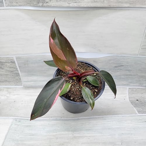 Philodendron Black Cherry Pink Princess Live Rare House Plants (All Plants are Fully Rooted Plants!) in 3