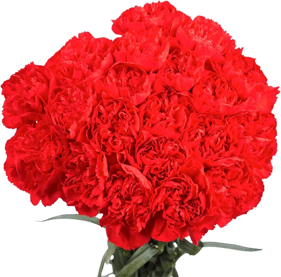 Red Carnations- 100 Fresh Cut Flowers- Lovely Gift (OM)