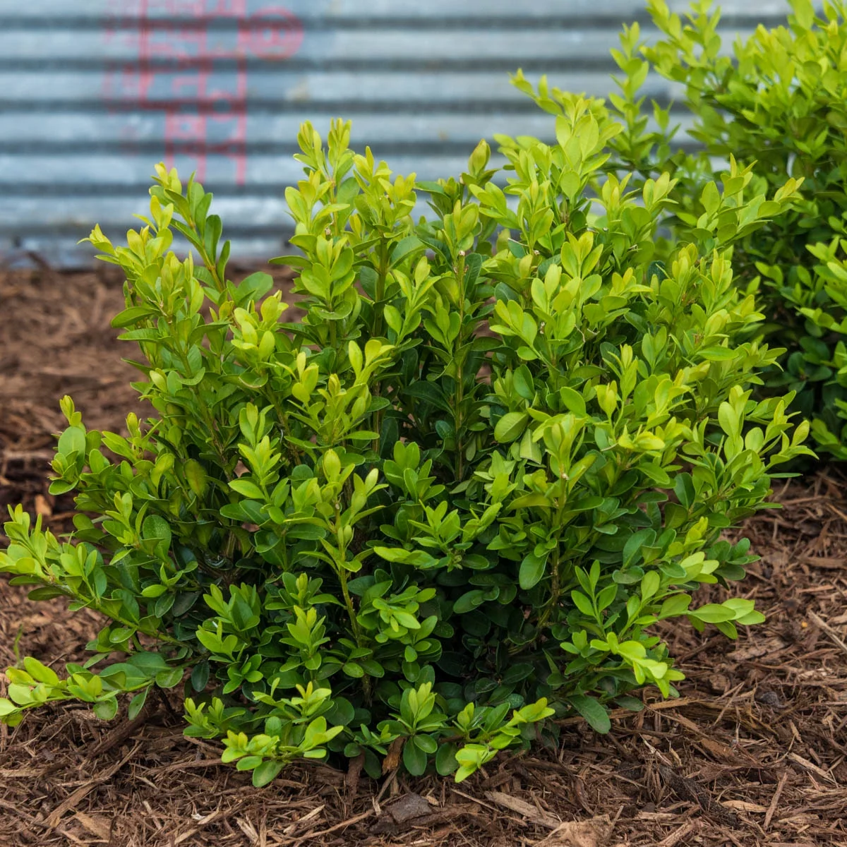 Green Velvet Boxwood Broadleaf Evergreen Shrub, grown in a 2.50 quart pot (1-Pack)