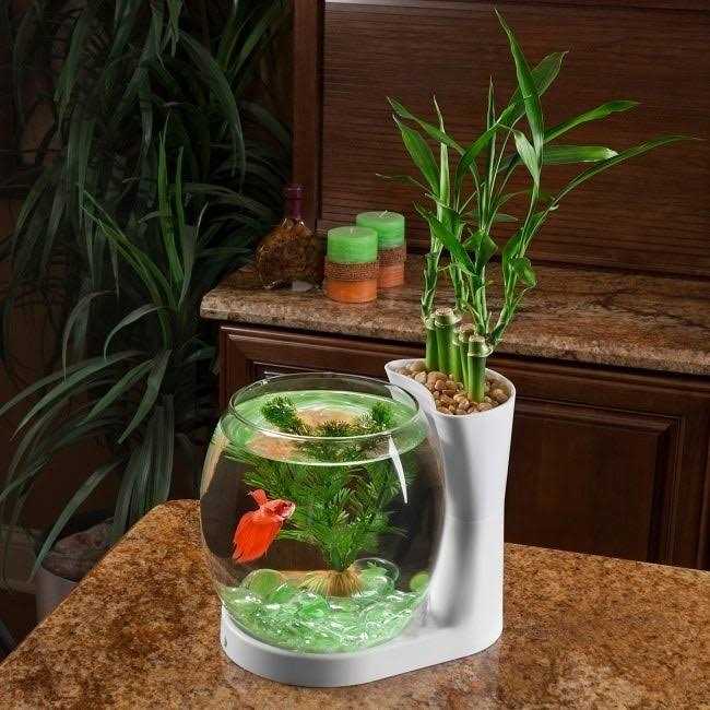 Elive Betta Fish Bowl / Betta Fish Tank with Planter - Pet Supplies online store