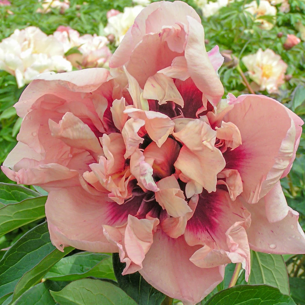 Oochigeas Itoh Peony Dormant Bare Root Flowering Perennial Starter Plant (1-Pack) - Radiant Selections