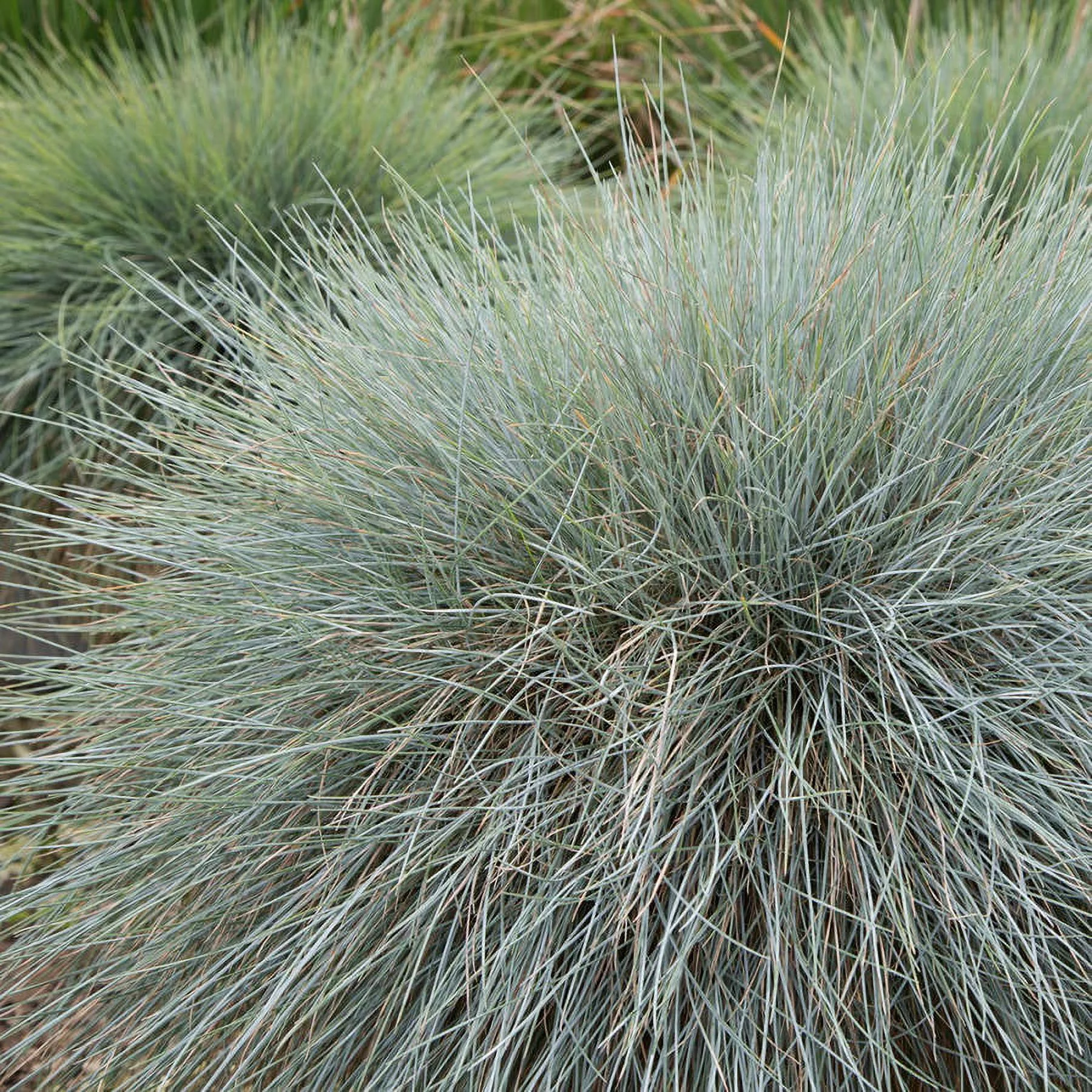 Beyond Blue Festuca (2.5 Quart) Ornamental Perennial Fescue Grass with Powder Blue Foliage - Full Sun Live Outdoor Plant - Southern Living Plant Collection