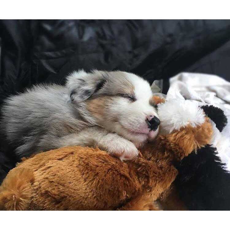 Snuggle Puppy Behavioral Aid Toy - Pet Supplies online store