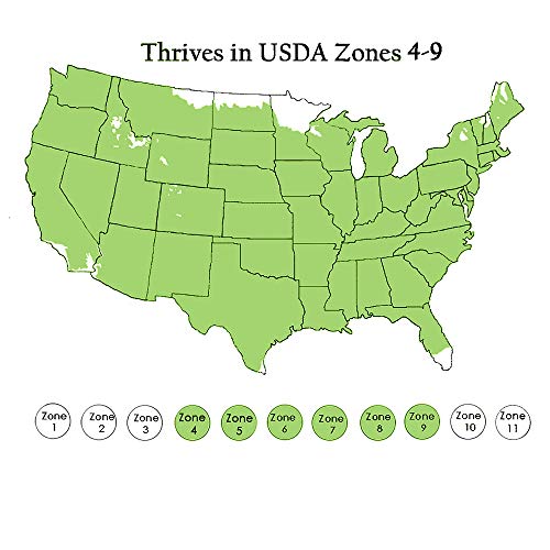 Shrub Point Juniper, 7 Gallon, Blue-Green Foliage