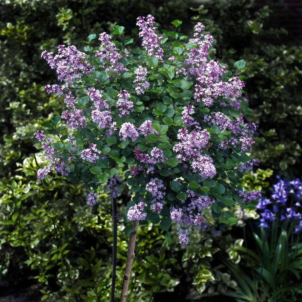 Brighter Blooms - Dwarf Korean Lilac Tree, 5-6 ft. - No Shipping To AZ