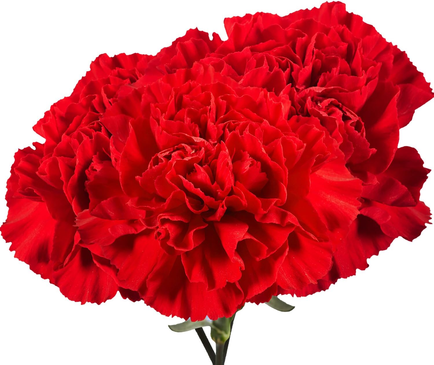 Red Carnations- 100 Fresh Cut Flowers- Lovely Gift (OM)