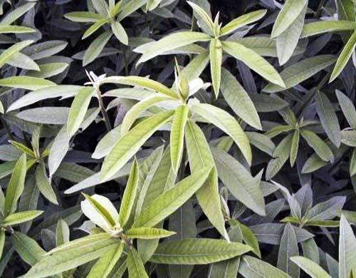 Hancock&s Sunn Hemp Seed - Raw, 25 lbs.