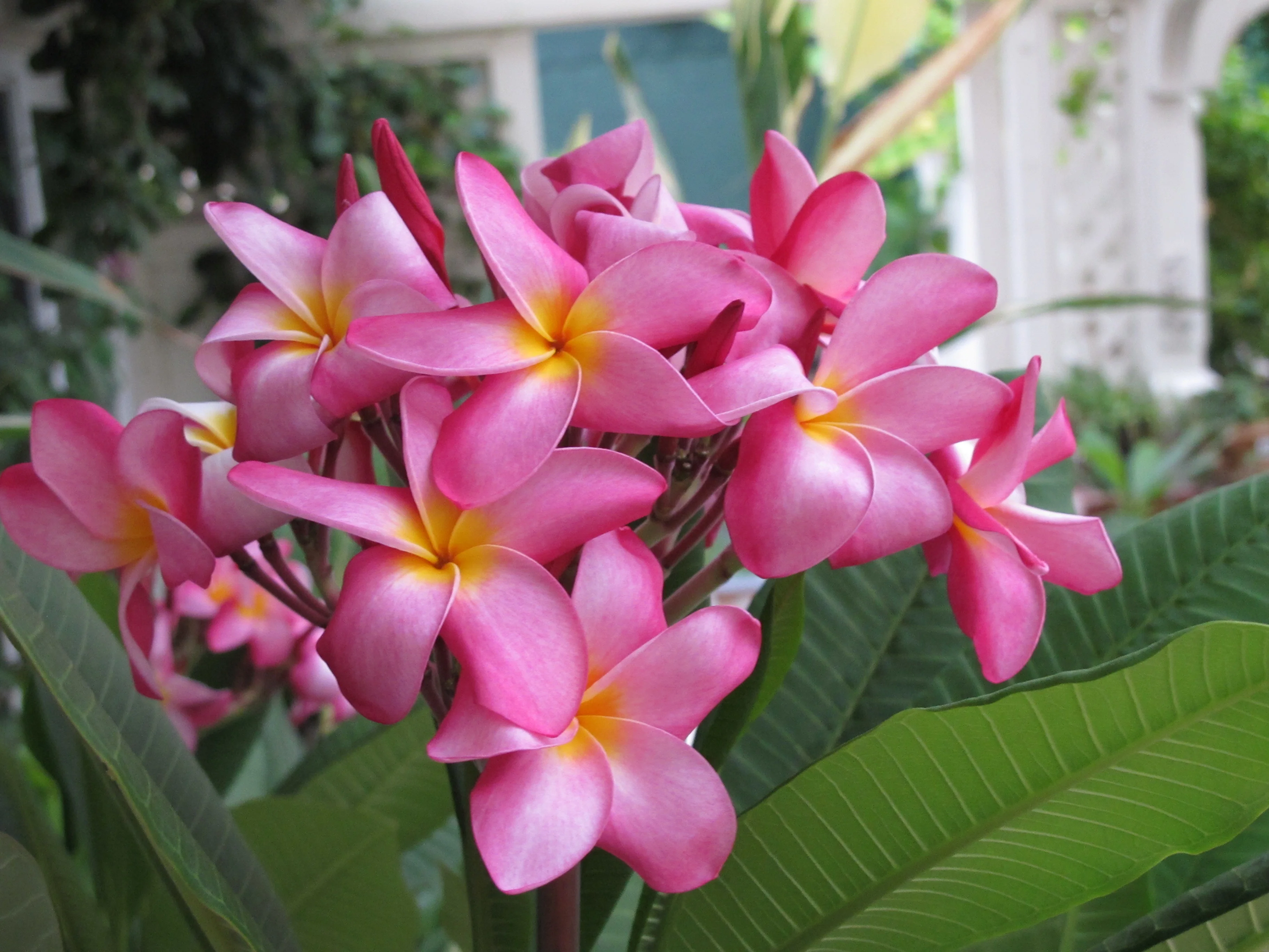 Pink Hawaiian Live Plumeria Frangipani Plant Cutting 9