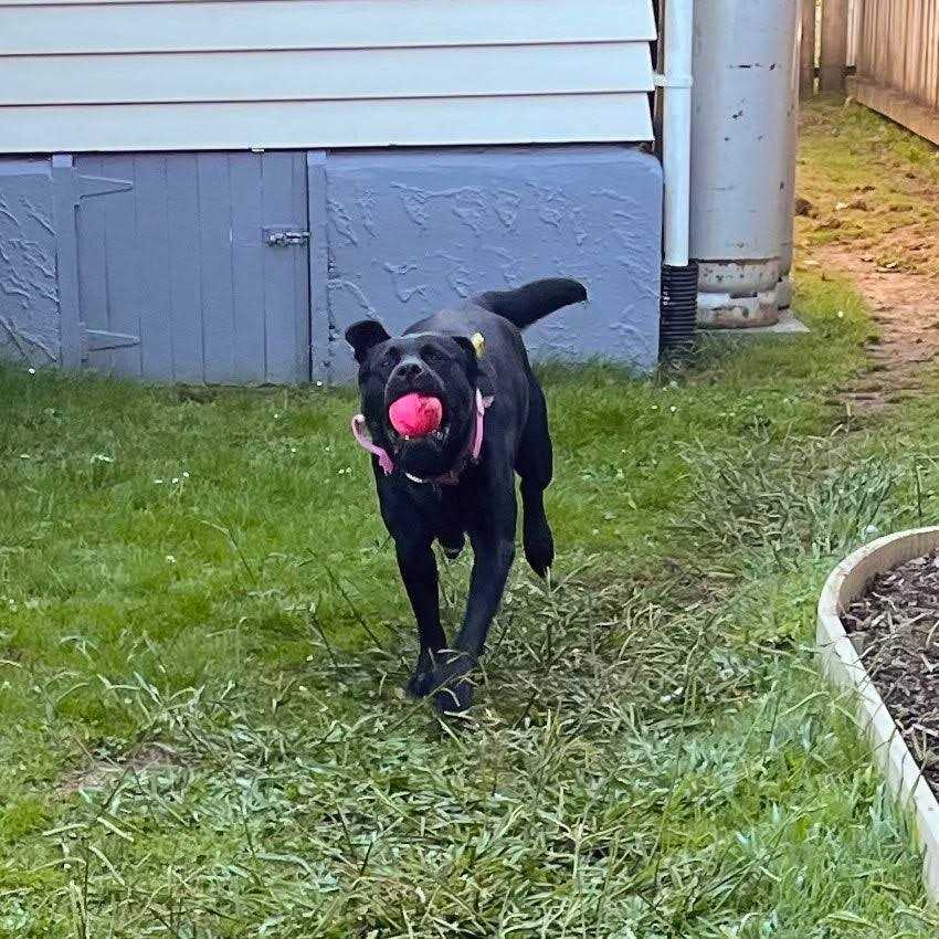 Planet Dog Orbee-Tuff Squeak Toy Ball - Pet Supplies online store