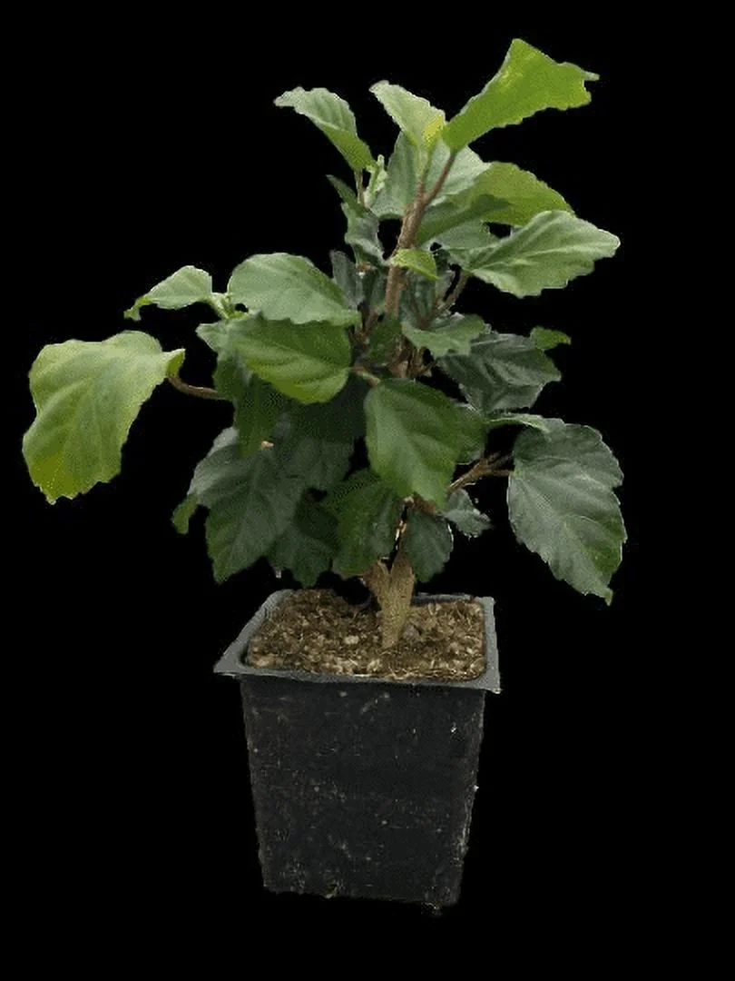 Tropical Hibiscus 'Yellow' in a 4