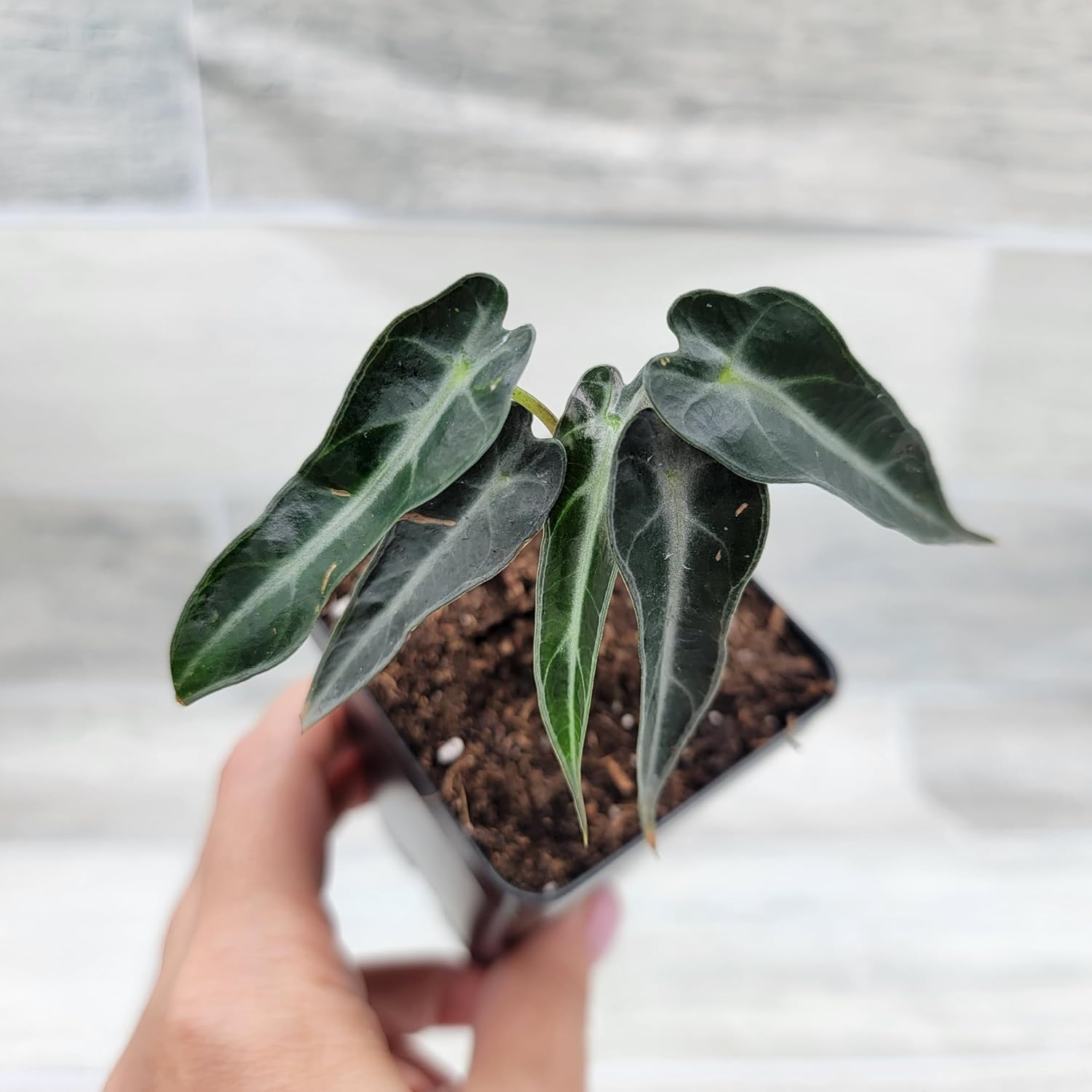 Alocasia Bambino aka African mask in 3 inch Nursery Plant Pot Live Rare Exotic Tropical Indoor House Plants Easy to Grow Housewarming Gift Decoration Gift for Home or Office by 3exoticgreen