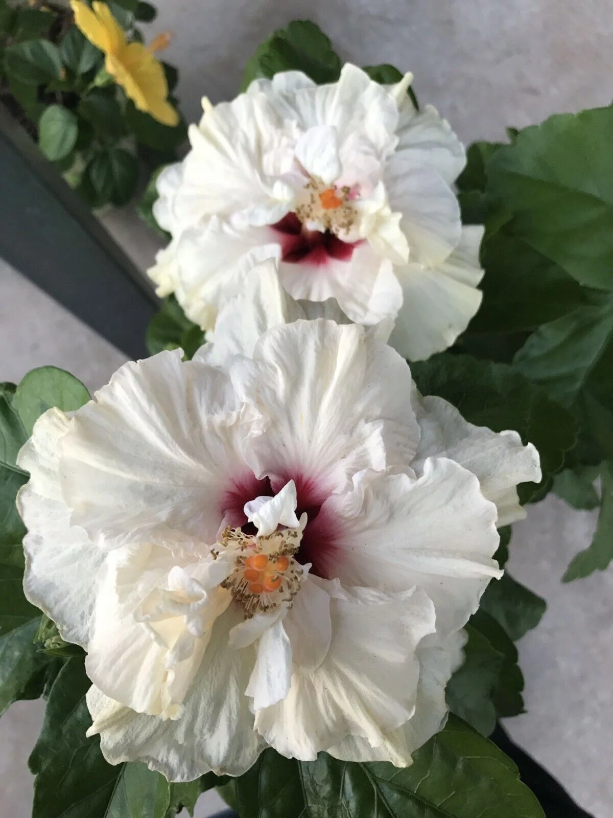 **CAJUN RISING MOON** Rooted Tropical Hibiscus Plant**Ships Bare Root***
