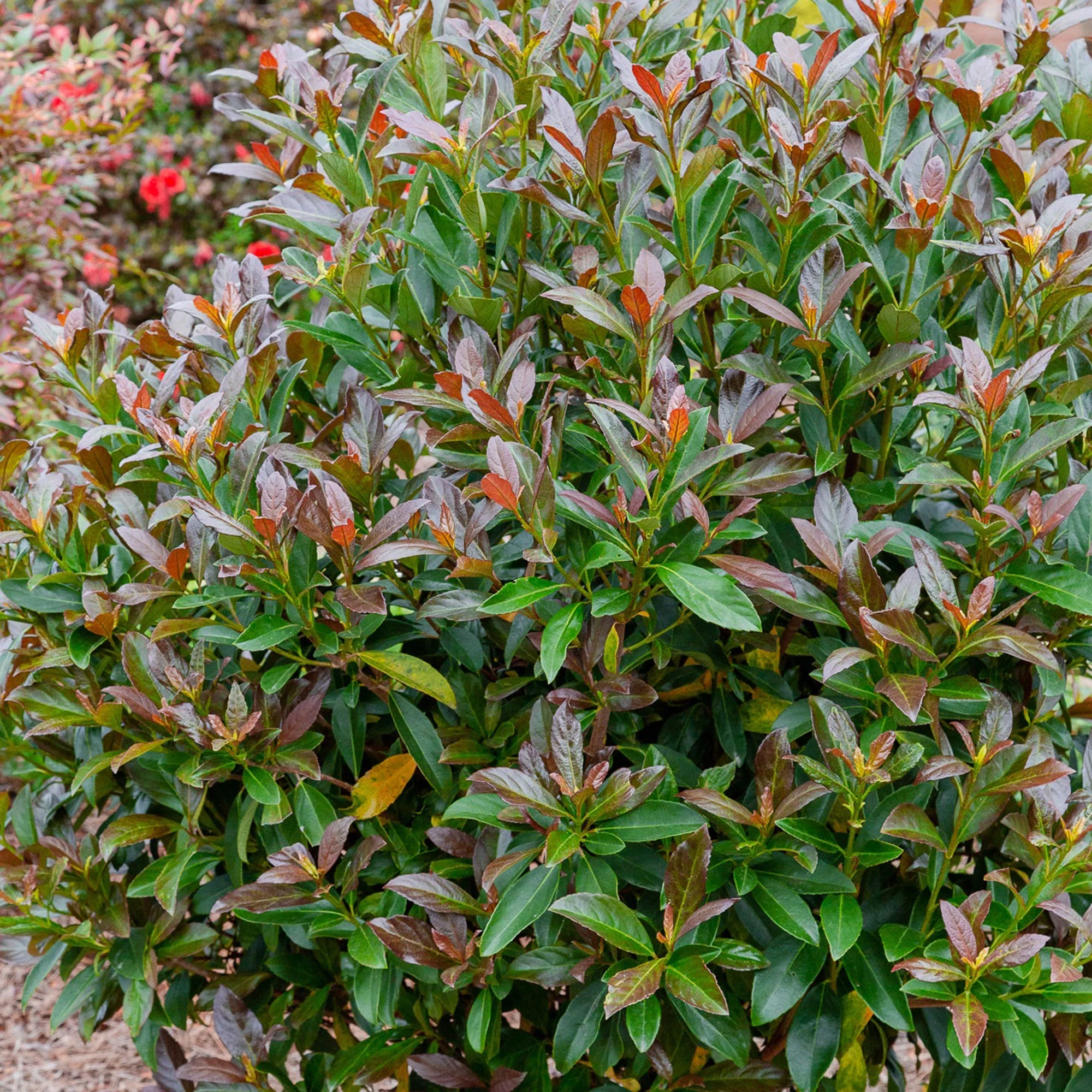 Southern Living Plant Collection Viburnum Copper Top Live Shrub (2 Gallon) - Radiant Selections