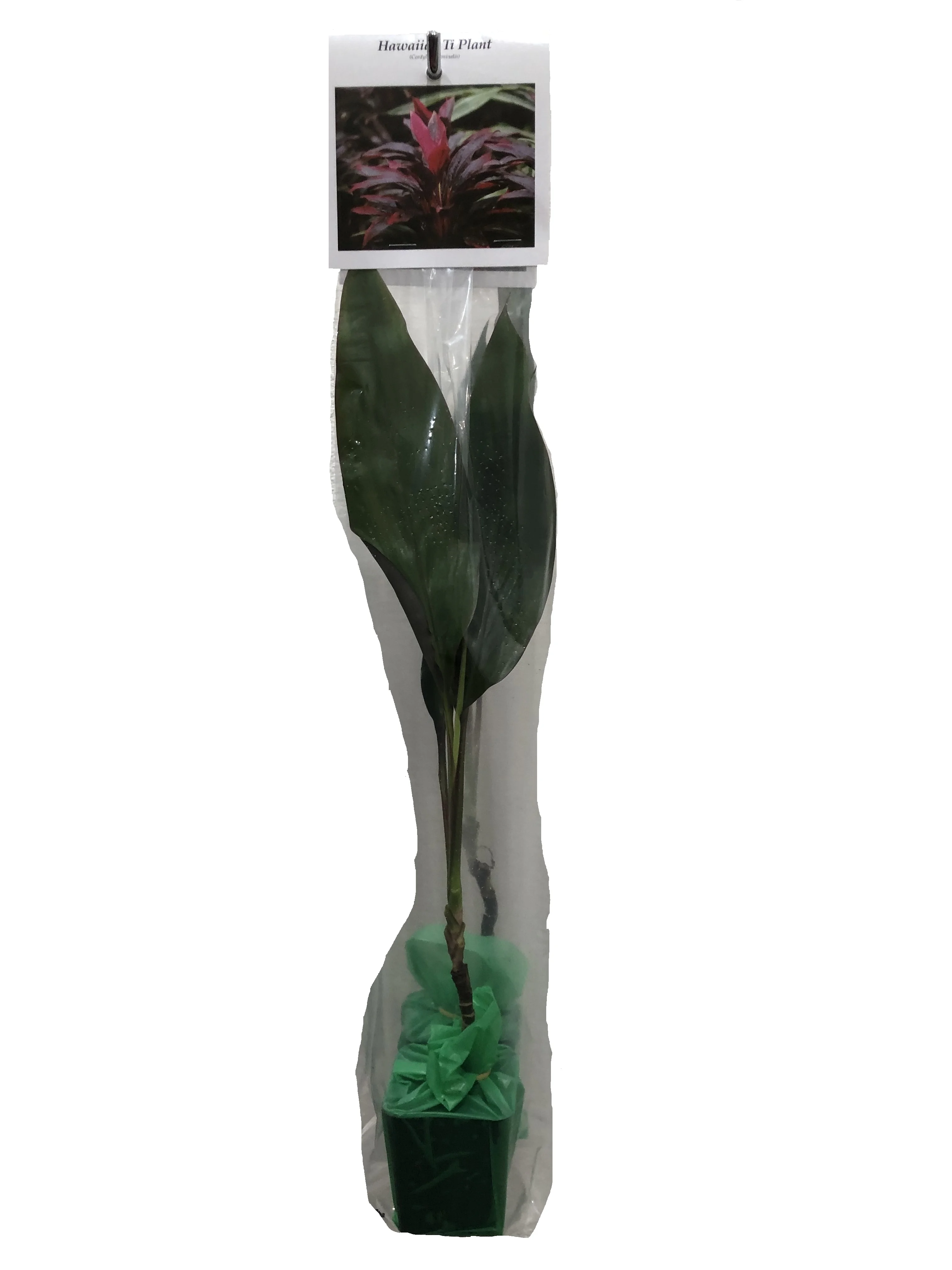 Hawaiian Green Live Ti Leaf Plant 6