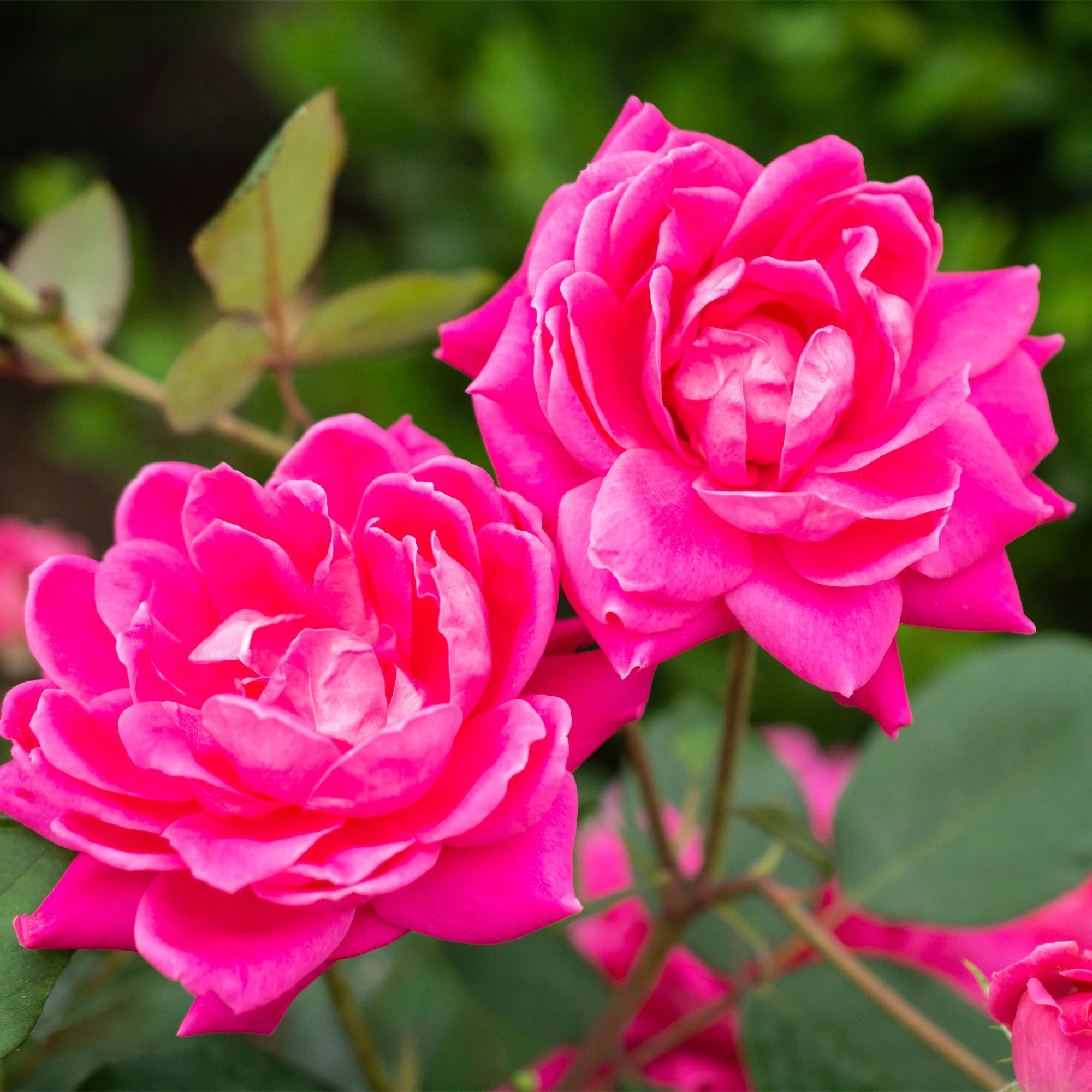The Pink Double Knock Out®  Rose Live Shrubs with Pink Blooms and Rich Green Foliage (2 Gallon)