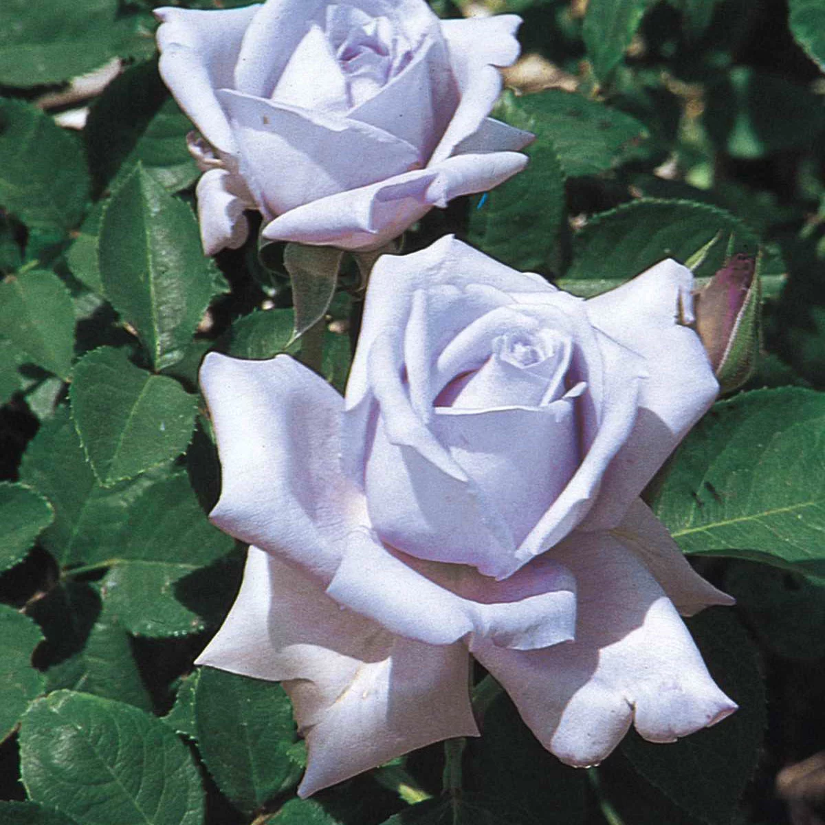 Blue Girl Dormant Bare Root Hybrid Tea Rose, Includes one dormant plant per order - Radiant Selections
