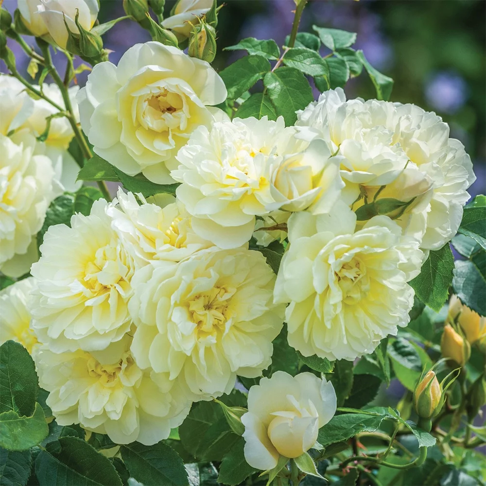 Own-Root One Gallon Imogen David Austin Rose by Heirloom Roses - Radiant Selections