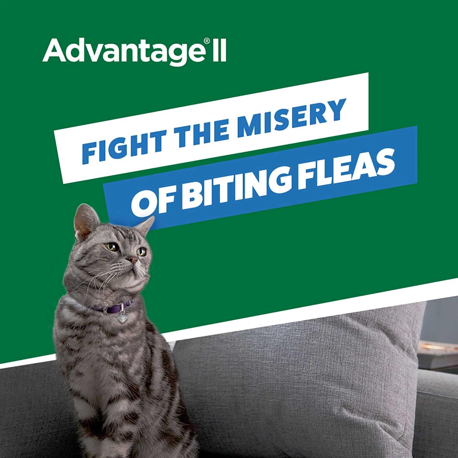 Advantage II Flea Treatment Small Cats - Pet Supplies online store