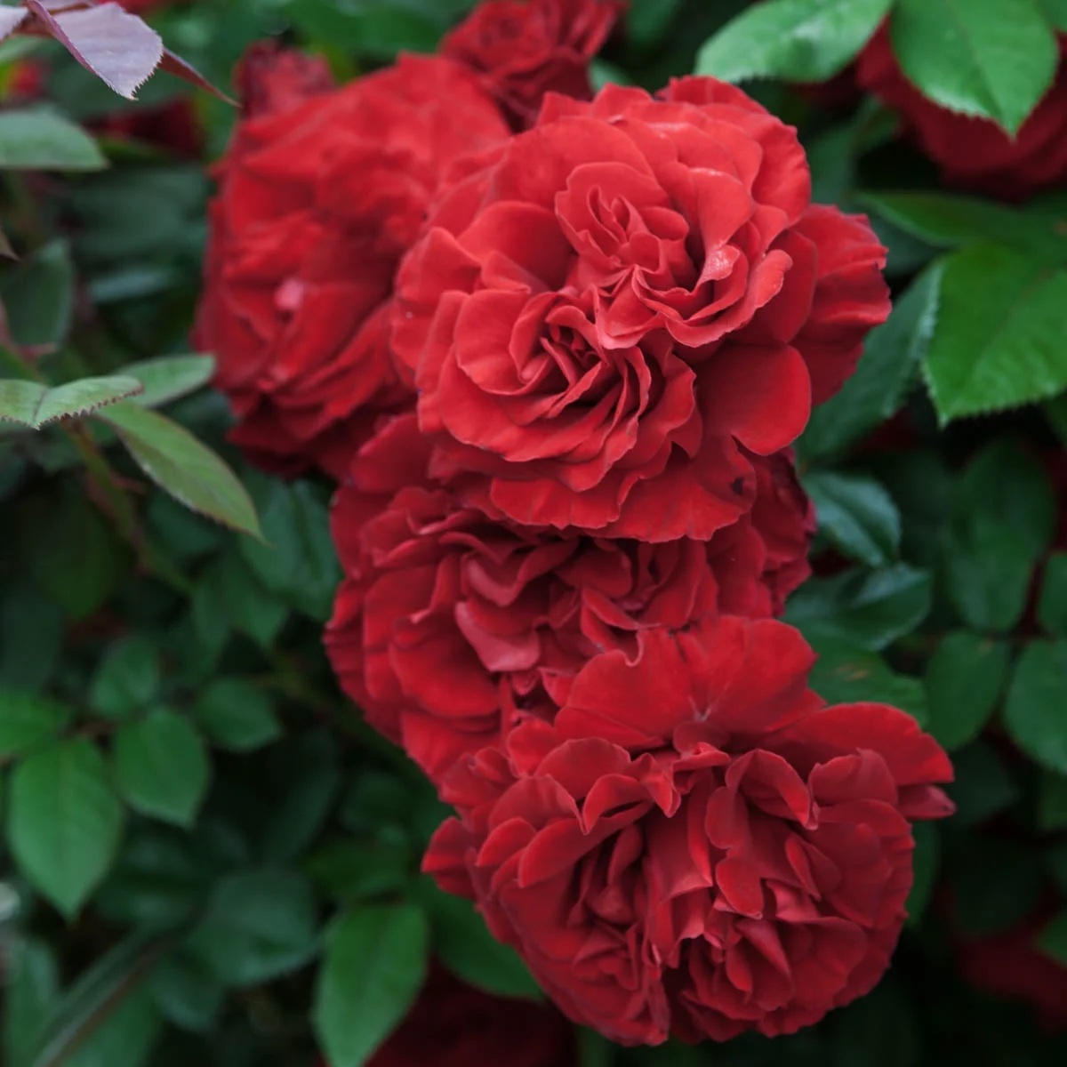 Lady in Red Dormant Bare Root Climbing Rose, 1-Pack - Radiant Selections