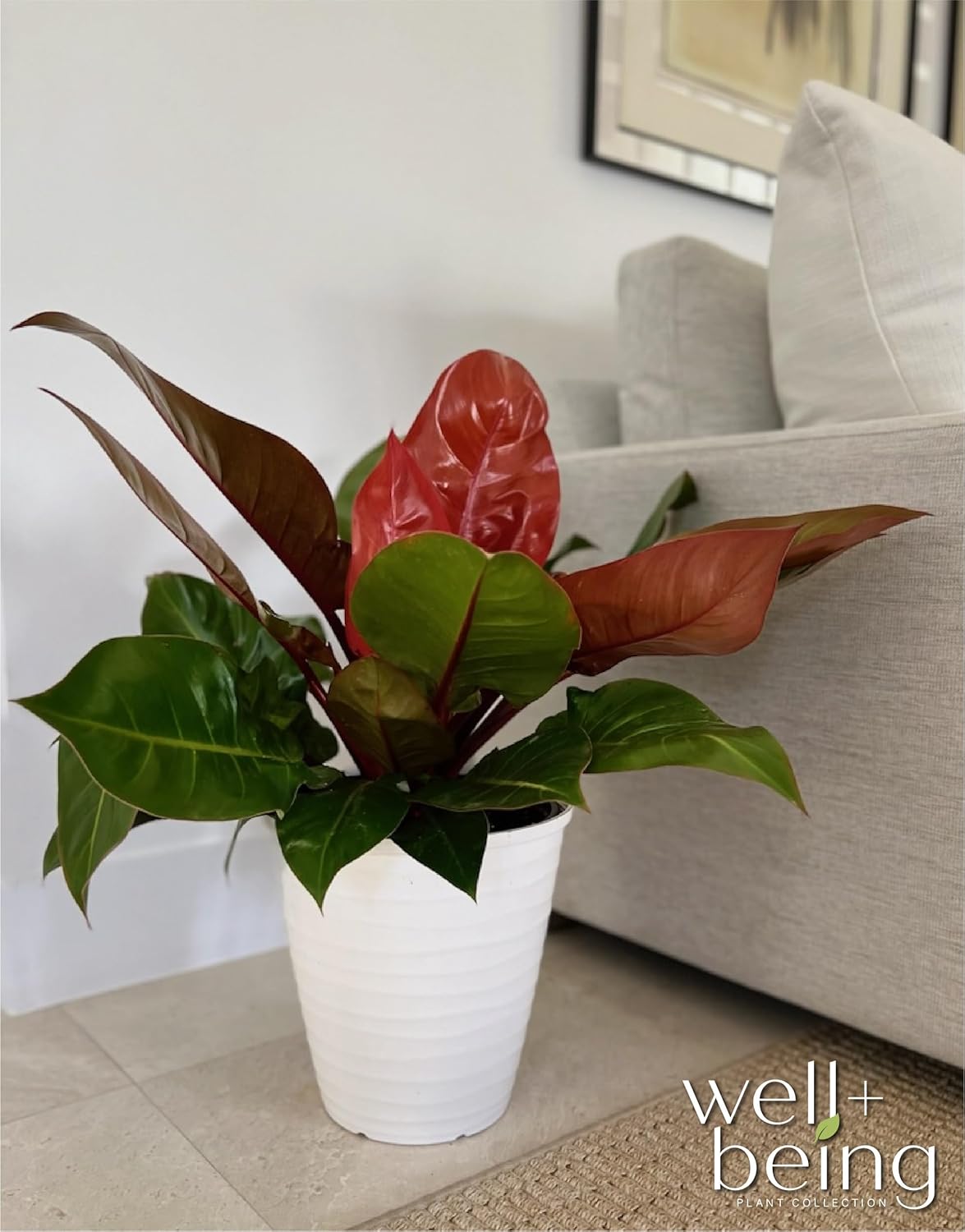 Nature's Way Farms Philodendron Prince of Orange Live Plant (18-24 in. tall) in Grower Pot