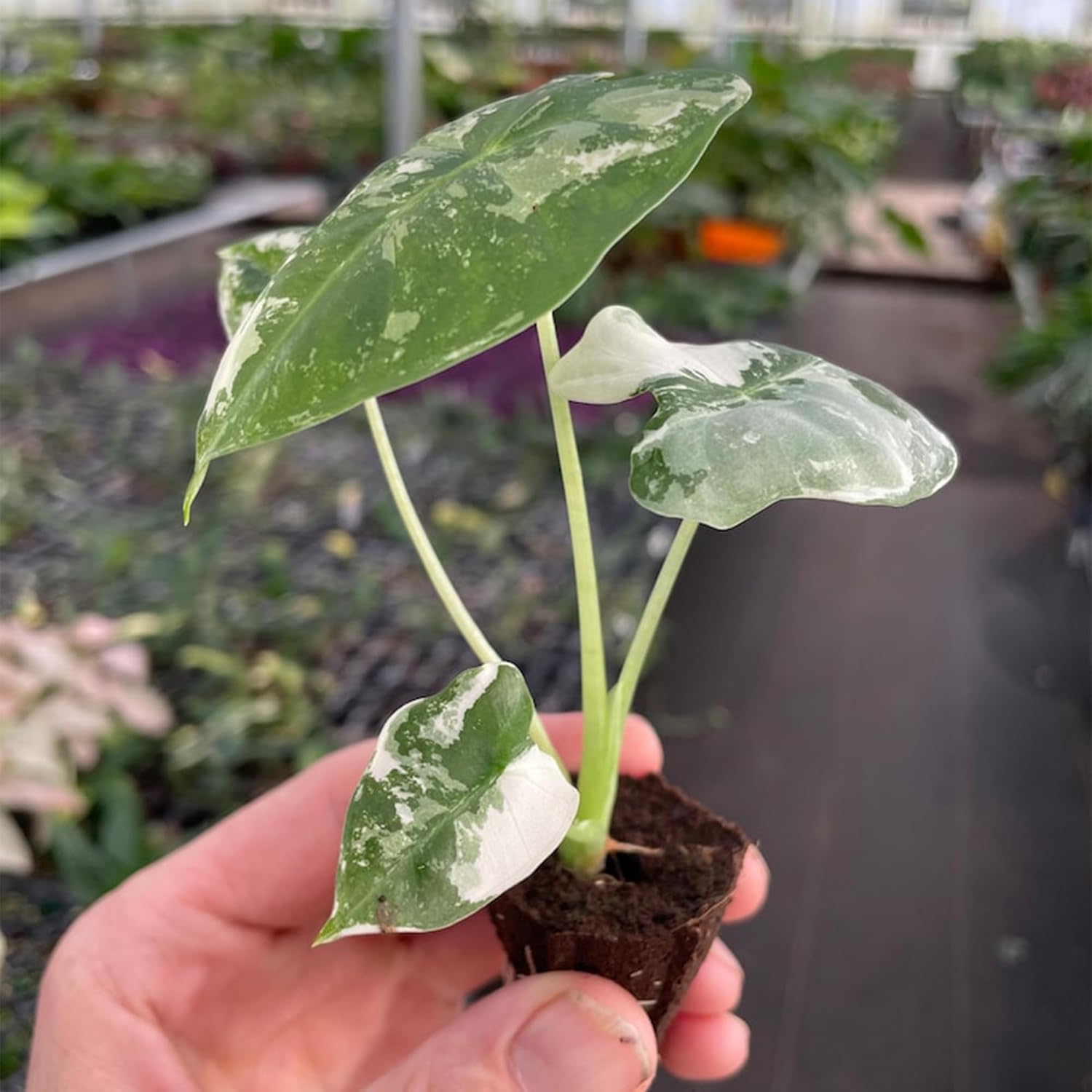 Alocasia Variegated frydek Starter Plant