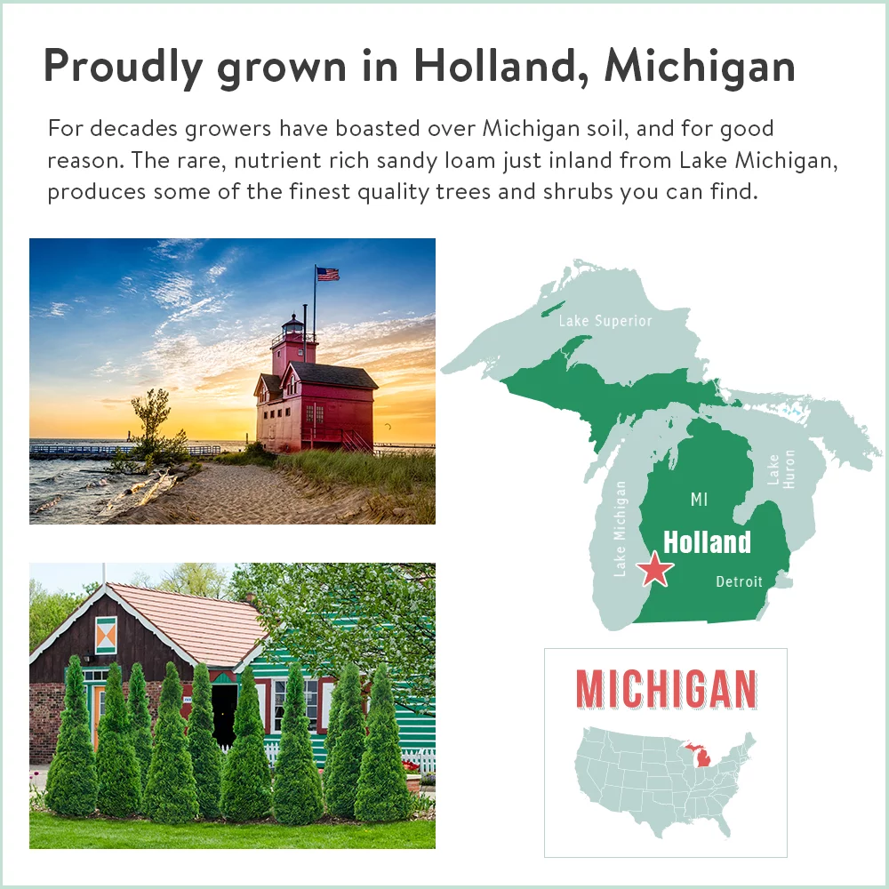 Little Giant Globe Arborvitae Evergreen Shrub, in a 3 gallon pot