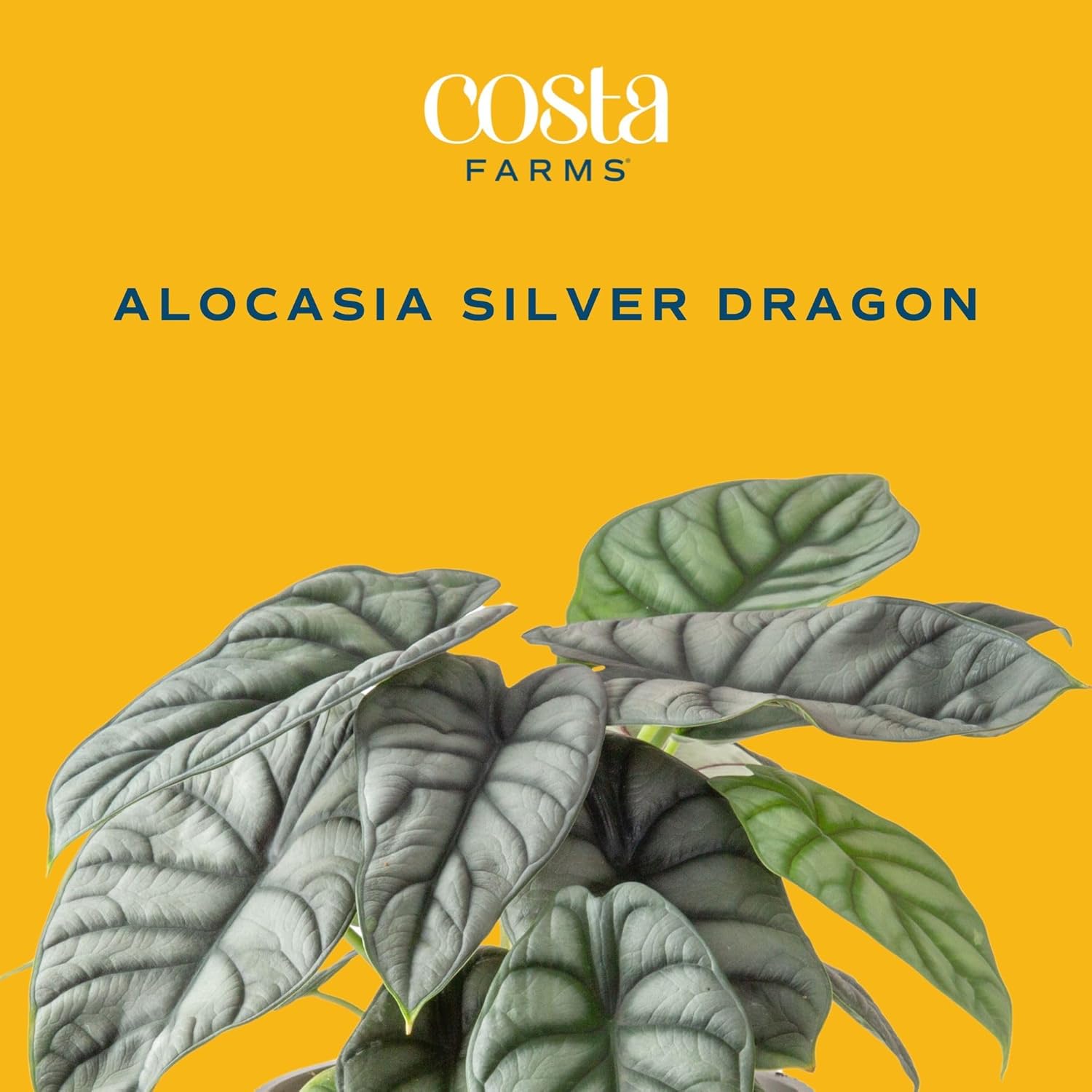 Costa Farms Live Indoor Plant, Trending Tropicals Alocasia Silver Dragon, Self Watering Décor Plant Pot, 1 Foot Tall