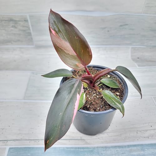 Philodendron Black Cherry Pink Princess Live Rare House Plants (All Plants are Fully Rooted Plants!) in 3