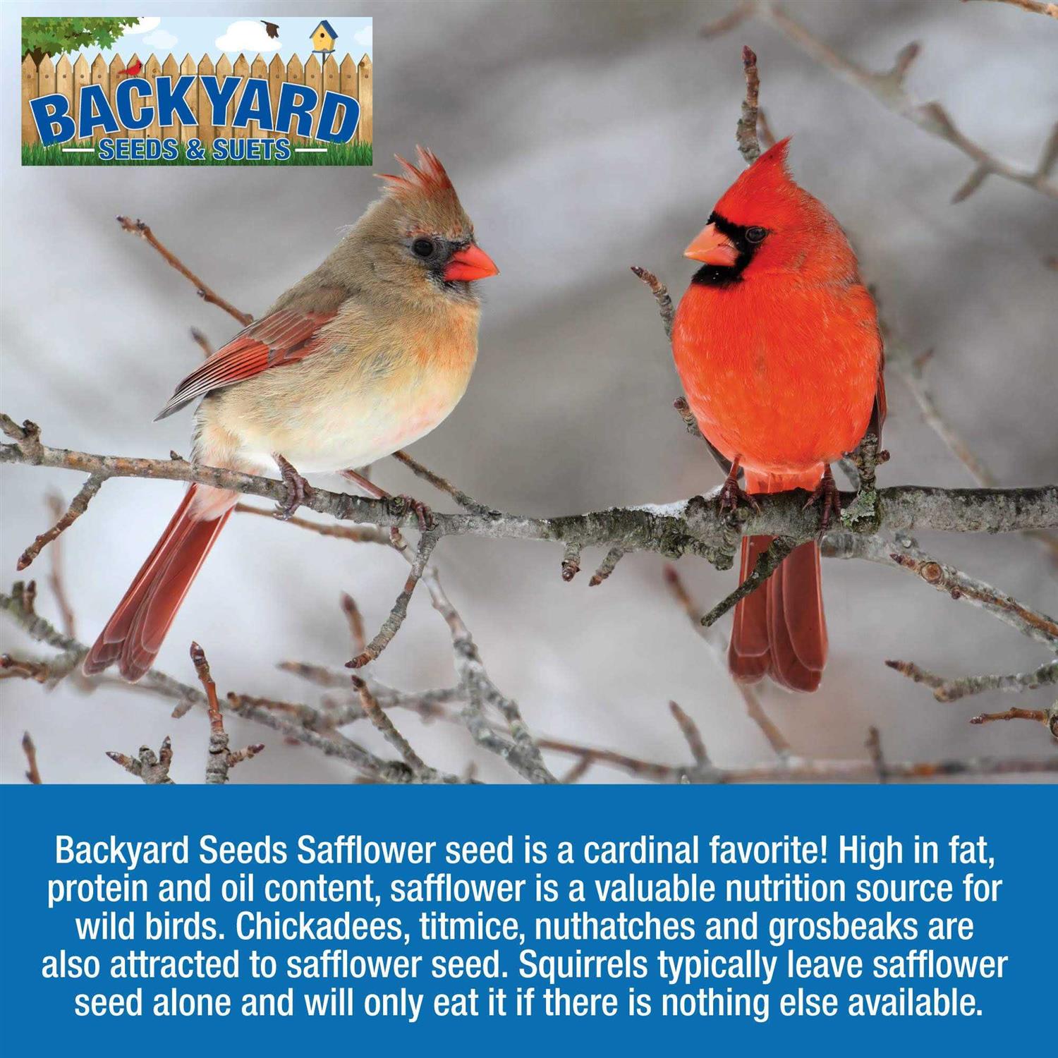 CountryMax Backyard Seeds Safflower Bird Seed for Cardinals - Pet Supplies online store