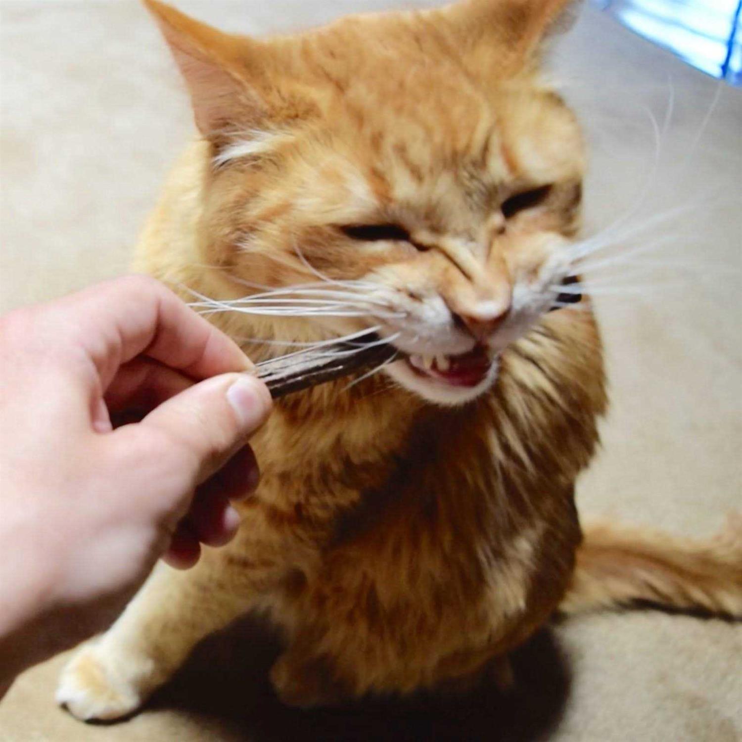 CatTwig Silver Vine Stick Cat Chew Toy - Pet Supplies online store