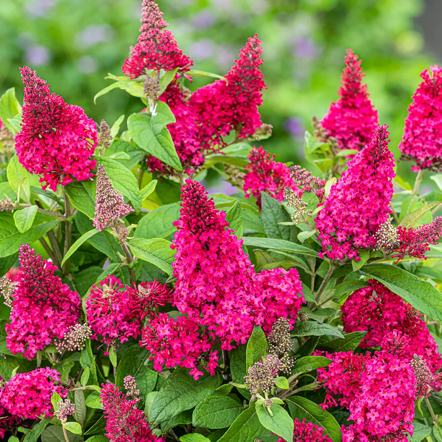 Butterfly Candy Lil' Raspberry Butterfly Bush (1.5 gal) Pink Flowering Perennial Full Sun
