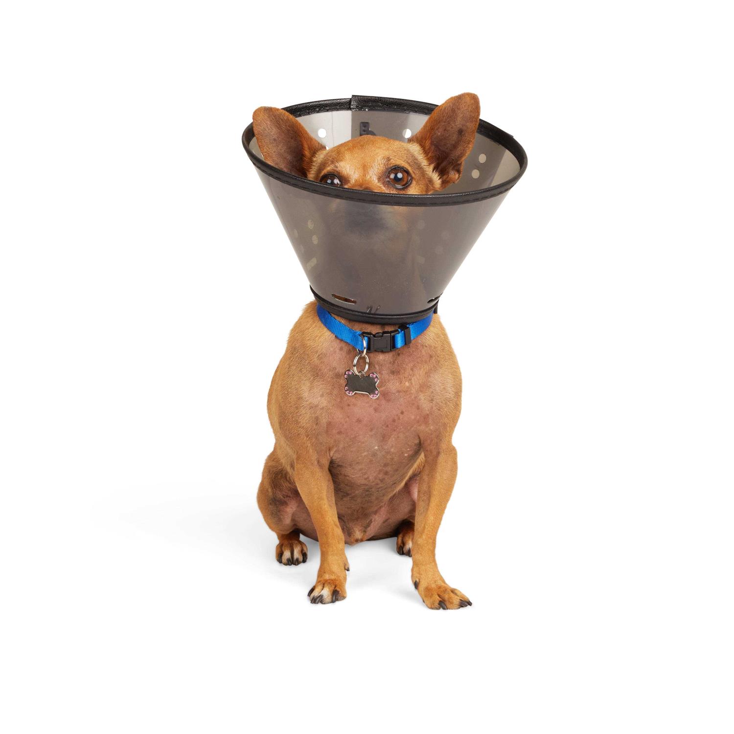 Well & Good Recovery Cone Collar - Pet Supplies online store