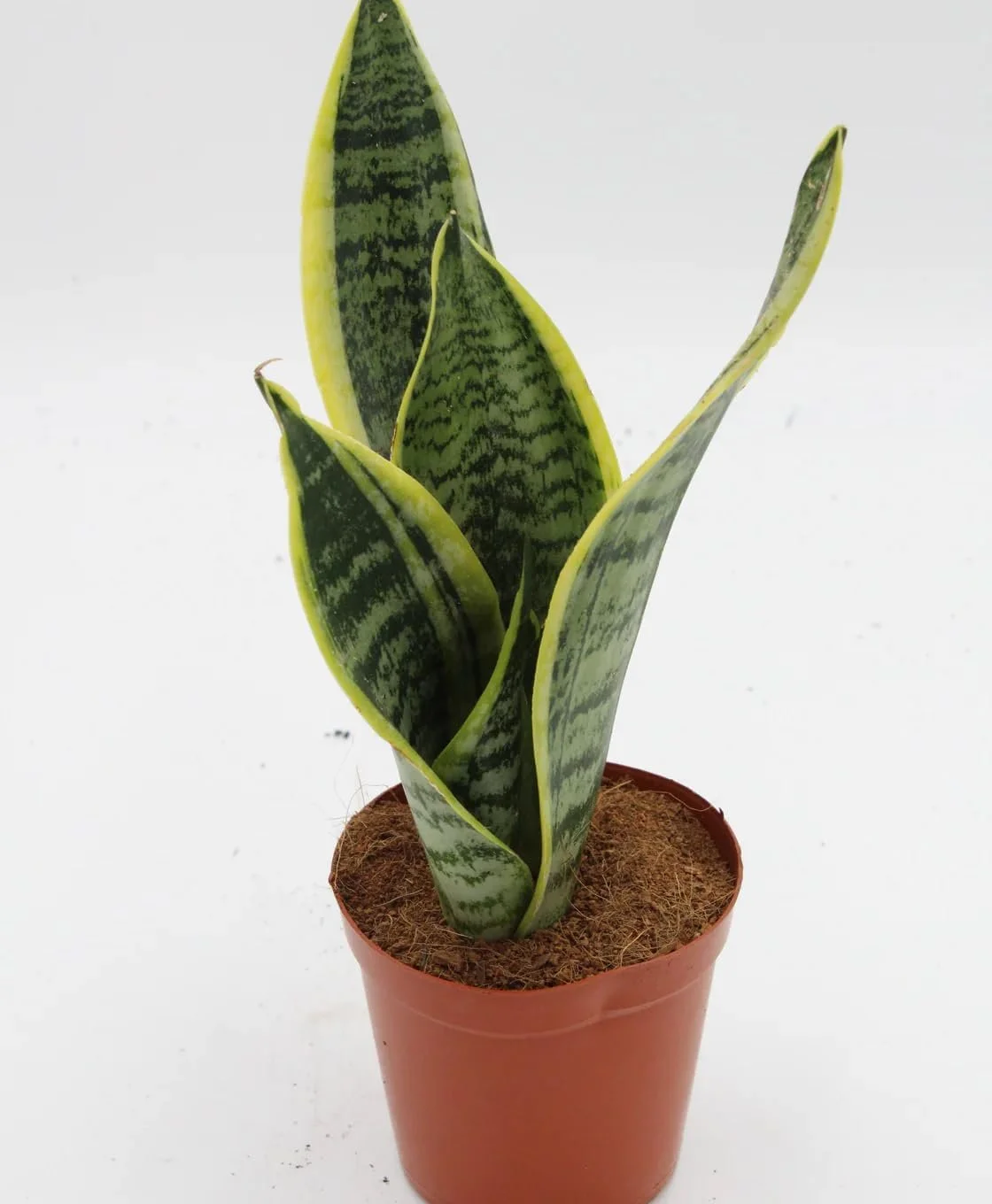 Futura Snake Plant - Live Plant in a 4 Inch Pot - Sansevieria Superba - Beautiful and Elegant Easy Care Indoor Houseplants - Radiant Selections